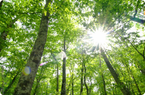 image.png?X-Amz-Algorithm=AWS4-HMAC-SHA256&X-Amz-Content-Sha256=UNSIGNED-PAYLOAD&X-Amz-Credential=ASIAZI2LB4667ES3Q72W%2F20250709%2Fus-west-2%2Fs3%2Faws4_request&X-Amz-Date=20250709T090654Z&X-Amz-Expires=3600&X-Amz-Security-Token=IQoJb3JpZ2luX2VjEJn%2F%2F%2F%2F%2F%2F%2F%2F%2F%2FwEaCXVzLXdlc3QtMiJHMEUCIQD3aW057qMKLTV1aj8SCxAmV6vl%2FC9u%2B0p1R64C7VwhqAIgGWXXOedhDw7uXOr9Euni7nqCzhfGOFRC9kdVQyYPtdcqiAQIov%2F%2F%2F%2F%2F%2F%2F%2F%2F%2FARAAGgw2Mzc0MjMxODM4MDUiDNmSxr3fM2UfhfbWISrcA4FTCCbIkkjzW5jMFjX9gRwSRbl8d1goNWbQwkNouotaAGrPL9sMuRD0ZWDrEM2Bfgm6ranPR%2Ff7vNJUl4RKcWP5BKdHNBwqFH%2F0P62mk7WjPRoPhUGHsNoOcSiWumlpwqUL5Ae8roxlBGbLcL8LBO88tVzl25GBeqcAKmQVKt4%2BVIyes05nC%2Bxugqg8iCX74UF4r8fv6g2mKCPKQXJiIJIVAuGoeZt%2Bvq%2BCSt2jRfSdXN8SDxA0%2FQVImT86yCUwVxR7lKv9lHywmqD%2FQJBQiOe9wDIRBmAj3Ln%2FZhDPjnguL6QTwz1ZLTiXW%2FwOrByF%2BZi1BkAwYzyF2FNWYOFT2n%2FlwoQBqBbGNxC6w5bJFiuEpyH1TZ4Hb7Eb%2F7wUXvYsamzo3rlJTfsmpvg6ZUoEIfaBXCGk9DtPOcH7T%2Fk1tOkI9FXTiHj4fYMckZqutwLD0uzkJeNGcI6JDQ1UMV1PaFGuWJOqZfLJRnVViO92ceJEcOWEP1acqYFb77iL5vtnADi%2FcPGRBu3VW92MByxXW%2BHfGV8q9QMEBeQddcnhcZSf8DgSUl8aMfVLivu9XtVz16O1zik9Rd64wrMDqlLOq%2Bj7KPeNNmNYKhW%2FzF4GTDV0Xsw%2FdPtthioWa%2BOQMKbSuMMGOqUBNh%2FuGdYeEAD1H1FenmgIUo4Nc0gQup2CDVEOpQgGPhj9fS5qKlx2uPRsXPbtHFmI9Dv%2B6TnwWkUVqfMexb5fwbrIMsf4Z0Wwcz12%2FsRDqv%2BztY2ntyYSRsNUpWkluOjsePHeNKTpLKZZJMIYr5gxpzvHQWEgwdHFL%2BKx8llgKDOWIP1NhO%2FFS6Bl86cqR3N53Q9M20Aw21DwL31ENz44q7a%2BI19y&X-Amz-Signature=46b0e78883bdeef11ae43471f9b7d82de8dcaf2d35d92ca6483b6ee2715a8d90&X-Amz-SignedHeaders=host&x-amz-checksum-mode=ENABLED&x-id=GetObject